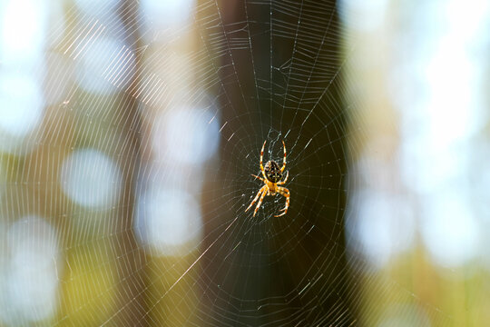 A European garden spider spins and rests on its intricate orb web, strung between trees in the forest. The forest serves as a natural backdrop, slightly out of focus