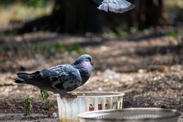 Pigeons on an abnormally hot day in the park. Close up. Birds in the city.