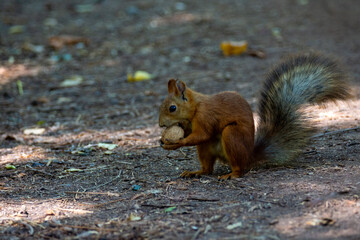 The small fluffy squirrel found a nut in the park. Close up.