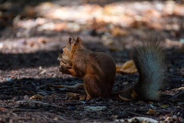 The small fluffy squirrel found a nut in the park. Close up.