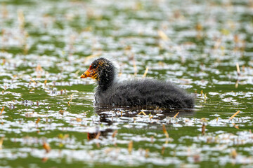 Eurasian Coot Chick Growing Up In The Pond