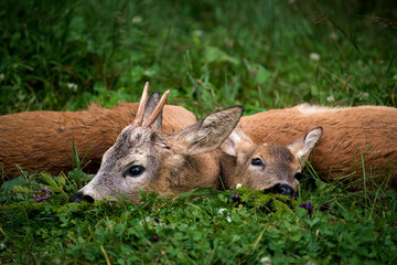 happy hunting - hunt of a roebuck yearling and a female at summer in the roedeer rut