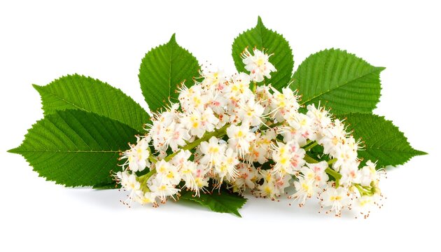 A close-up of a vibrant branch of chestnut flowers and leaves, displaying delicate blossoms and lush foliage against a pure white background.