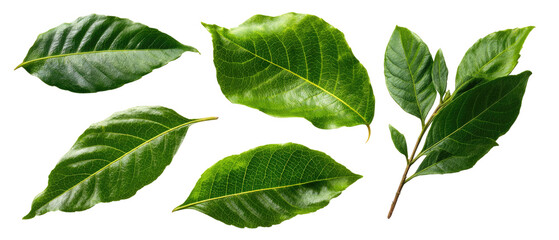 Obraz premium Fresh green leaves, isolated on black background, with detailed vein patterns