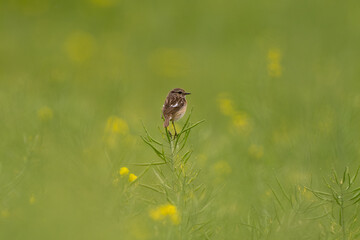 European Stonechat Female In Action In A Rapeseed Field