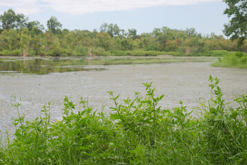 Lush Green Vegetation Along Tranquil Marshland Lake Under A Cloudy Sky John  Taylor Park in Largo, Florida. Serene marshland with vibrant green vegetation in the foreground and calm water reflecting t
