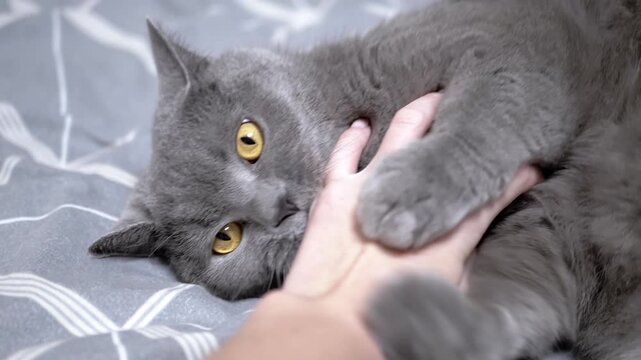 A gray cat lies on its back and playfully bites a woman's hand. The cat enjoys the attention and interaction, showing its playful nature.