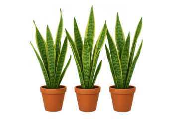Three potted snake plants growing on transparent background