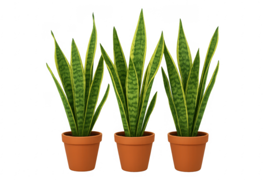 Three potted snake plants growing on transparent background