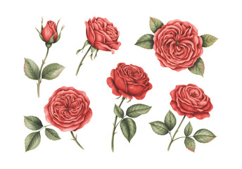 Red rose blossom with soft watercolor petals. Collection of blooming red roses with natural green leaves.