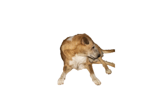 Brown Indian indie dog with distinctive white patches isolated on transparent background, ideal for pet design, animal illustrations, rescue adoption campaigns, and veterinary projects.