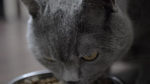 A gray cat eats dry food from a metal bowl. Close-up. The concept of healthy eating for pets.