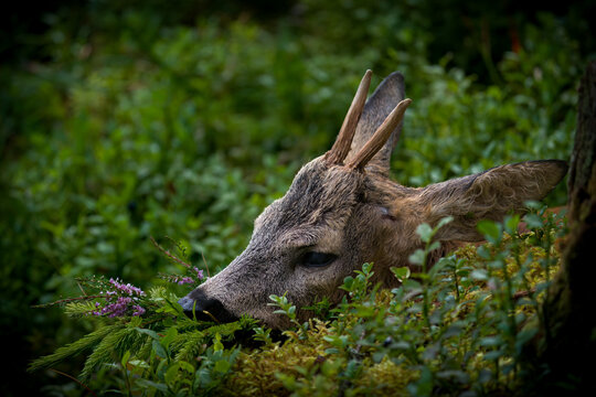 happy hunting - hunt of a roebuck yearling at summer in the roedeer rut