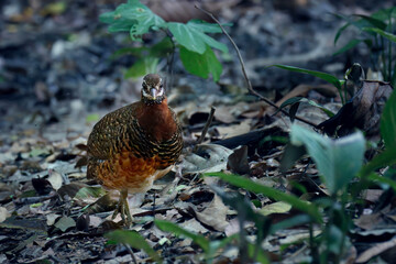 Sabah Partridge known as Tropicoperdix Graydoni in Sabah, Borneo, Malaysia