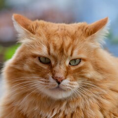 Portrait of a ginger cat