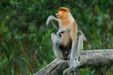 Proboscis monkey in Sabah, Borneo, Malaysia