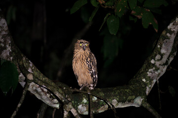 Buffy fish owl, Kinabatangan River, Borneo, Malaysia