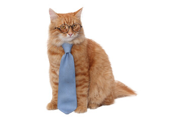 Obraz premium Smart ginger cat in black tie and glasses isolated on transparent background, funny academic pet PNG, education and learning concept illustration