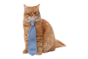 Smart ginger cat in black tie and glasses isolated on transparent background, funny academic pet PNG, education and learning concept illustration