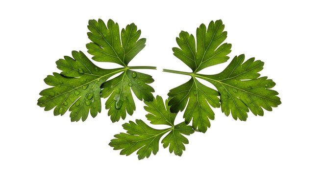 Fresh parsley leaves, an herbal superfood and source of PQQ for mitochondrial health, isolated on a white background.
