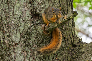 Red squirrel perched in a tree.