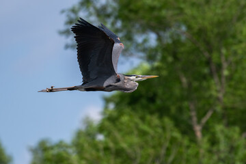Closeup of a great blue heron in flight.