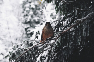 Small bird perched on a snow-covered tree branch in a winter forest setting.