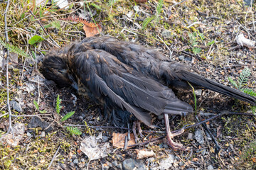 A dead bird lies on the forest floor, feathers ruffled and head tucked down, surrounded by moss, twigs, and dry leaves in a natural woodland setting