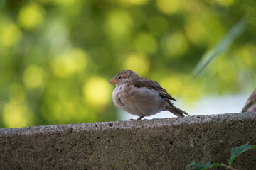 A close-up photo of a sparrow with nice bokeh in the background.