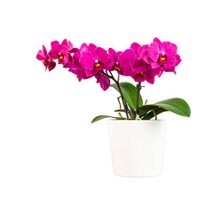 Close-up view of purple orchid grown in a white ceramic pot placed on a wooden table, isolated on transparent background, png file. By Warawut 