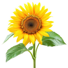 Obraz premium Vibrant sunflower with yellow petals and green leaves