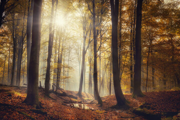 Las Murckowski - Katowice © Radosław Dybała