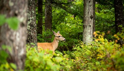 A gentle deer peeks out from the lush green forest undergrowth, its reddish-brown coat blending seamlessly with the surrounding foliage.