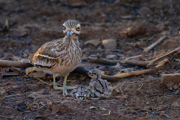 Indian Thick Knee bird and chicks in Sasan Gir, Gujarat, India