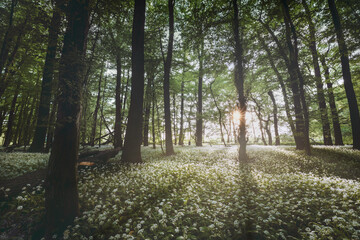 Rezerwat przyrody Łężczok - Śląsk  © Radosław Dybała