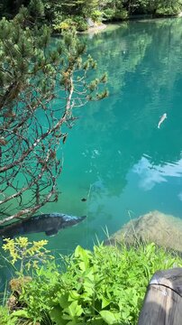 Crystal-clear Blausee lake in Switzerland, where the water is so transparent you can see fish swimming below. Pristine alpine nature, peaceful atmosphere, and stunning natural beauty. Kandergrund 