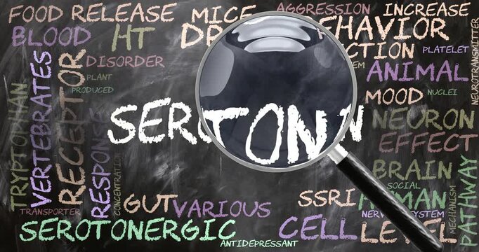 Serotonin being studied, examined - under close inspection. Most important subjects and ideas closely related to serotonin written on a blackboard inspected by a magnifying glass. Can be looped