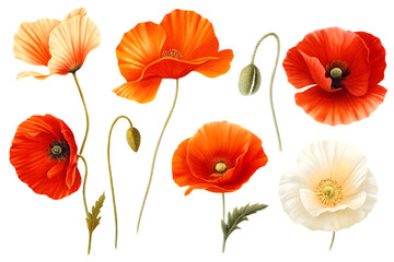 Fototapeta premium Collection of Red and White Poppies with Buds on flowers red poppies isolated on a transparent background
