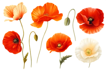 Collection of Red and White Poppies with Buds on flowers red poppies isolated on a transparent background