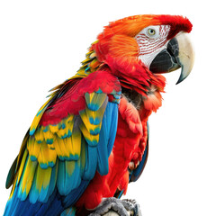 Naklejka premium Vivid Plumage Parrot Perching on Branch Against Black Background