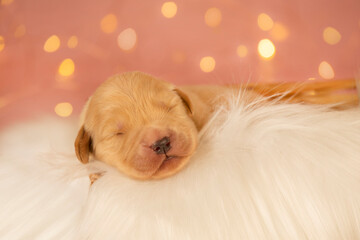 Adorable newborn golden retriever puppy peacefully sleeping on fluffy white fur with warm pink bokeh lights in the background. Perfect for themes of innocence, pets, and comfort.