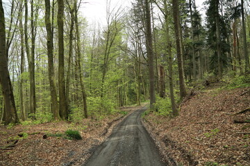 Woodland dirt trail winding through mature forest understory vegetation
