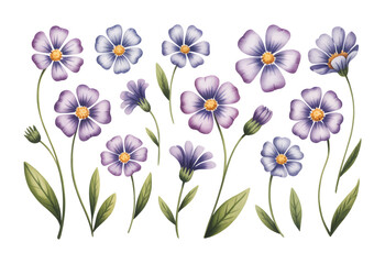 Watercolor collection of blooming wildflowers with tender stems. Purple and blue wildflowers with soft watercolor leaves.