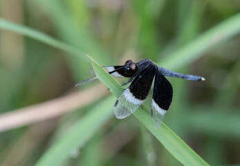 dragonfly on a green leaf