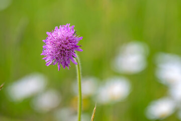Purple scabiosa flower blooming in green meadow, shallow depth of field