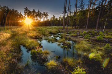 Kalety - Las - Miasteczko Śląskie