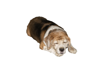 Cute big indie dog sleeping peacefully, isolated on transparent background, perfect for pet, animal, and lifestyle projects.