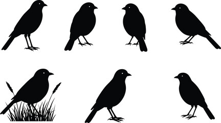 Bird silhouette vector set, black bird illustrations in various poses, perfect for nature, wildlife, ornithology, decoration, and design projects