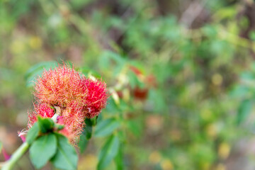 With copy space and a blurred background, a robin's pin cushion gall on a wild rose, caused by a...