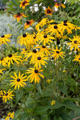 Perennial yellow rudbeckia Goldsturm in garden